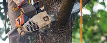 Leaf Removal in Caledonia, MN