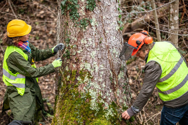 How Our Tree Care Process Works  in  Caledonia, MN